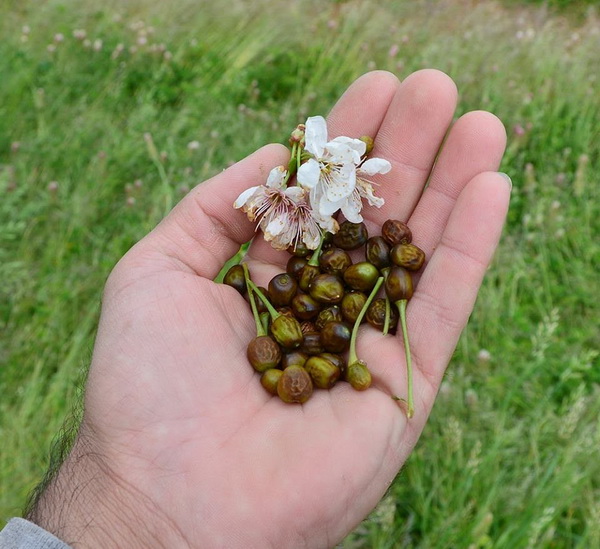 Mraz u Galovcu nanio ogromnu štetu poljoprivrednim kulturama a pogotovo voćkama i vinogradima. Foto: Silvio Marcus Milanko