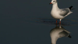 Moj galebe by Leo Banić