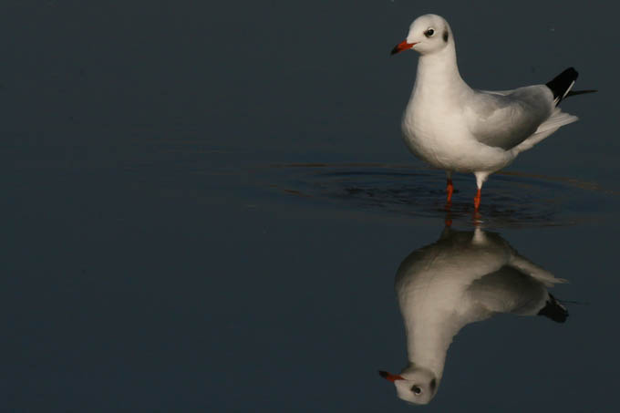 Moj galebe by Leo Banić