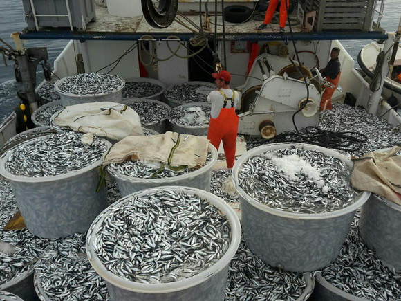 Posada plivarice “Tuljan dva” u jednu noć ulovila rekordnih 42 tone srdela, foto: Posada