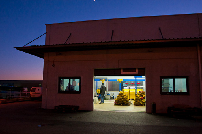 Put masline od stabla do djevicanskog ulja, Foto: Leo Banic Put masline od stabla do djevicanskog ulja, Foto: Leo Banic