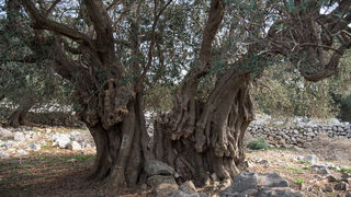 Berba maslina u Lunu, foto: V. Pesic