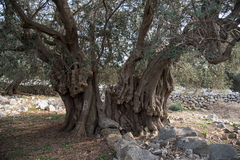 Berba maslina u Lunu, foto: V. Pesic