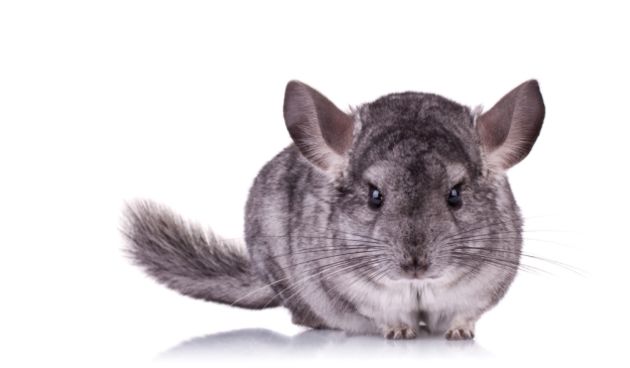 Činčila, krzno činčile