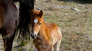 Divlji konji na Velebitu, foto: Leo Banić