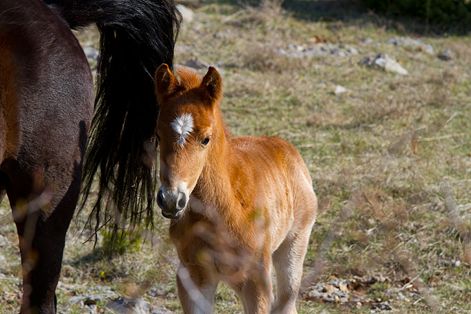 Divlji konji na Velebitu, foto: Leo Banić