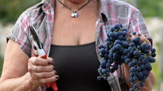 Primošten. Počela berba grožđa od kojeg se pravi svjetski poznato vino Babić. Photo: Duško Jaramaz/PIXSELL Primošten. Počela berba grožđa od kojeg se pravi svjetski poznato vino Babić. Photo: Duško Jaramaz/PIXSELL