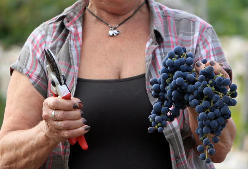 Primošten. Počela berba grožđa od kojeg se pravi svjetski poznato vino Babić. Photo: Duško Jaramaz/PIXSELL Primošten. Počela berba grožđa od kojeg se pravi svjetski poznato vino Babić. Photo: Duško Jaramaz/PIXSELL