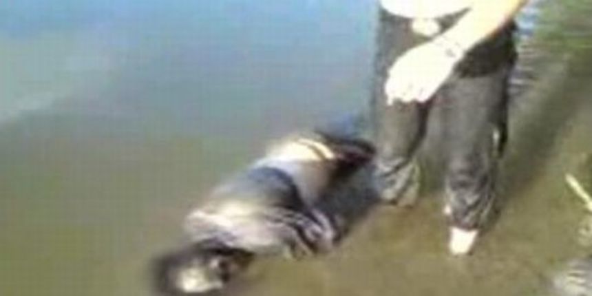 Leš u Dravi (Foto: Index.hr) Leš u Dravi (Foto: Index.hr)