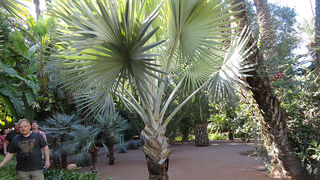 Skitnja Casablancom, foto: Pero Šindija