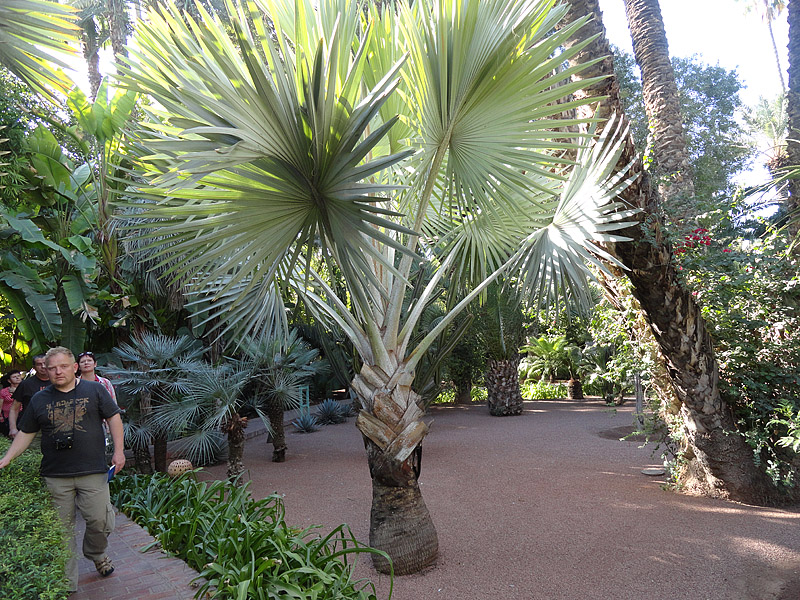 Skitnja Casablancom, foto: Pero Šindija