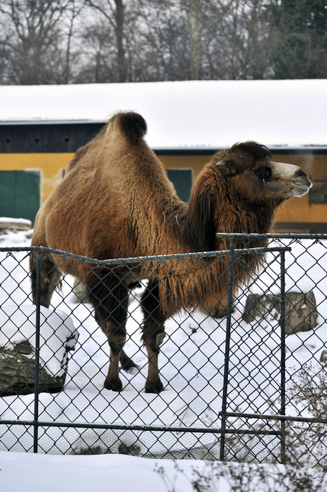 Zagreb, 100212. 
Osim sto je zabijelio grad, snijeg je prekrio i nastambe zivotinja u Zooloskom vrtu. Neke su dobro prihvatile hladnije uvjete, dok su se druge skrivale u svojim zidanim nastambama.
Na slici: dvogrba deva.
Foto: Boris Kovacev / CROPIX