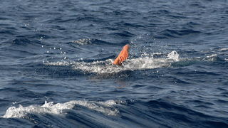 42. plivački maraton Preko – Zadar, Foto: PK Zadar
