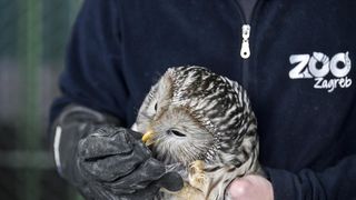 Rastopit će vam srce: Ozlijeđene sove na oporavku u zagrebačkom Zološkom vrtu