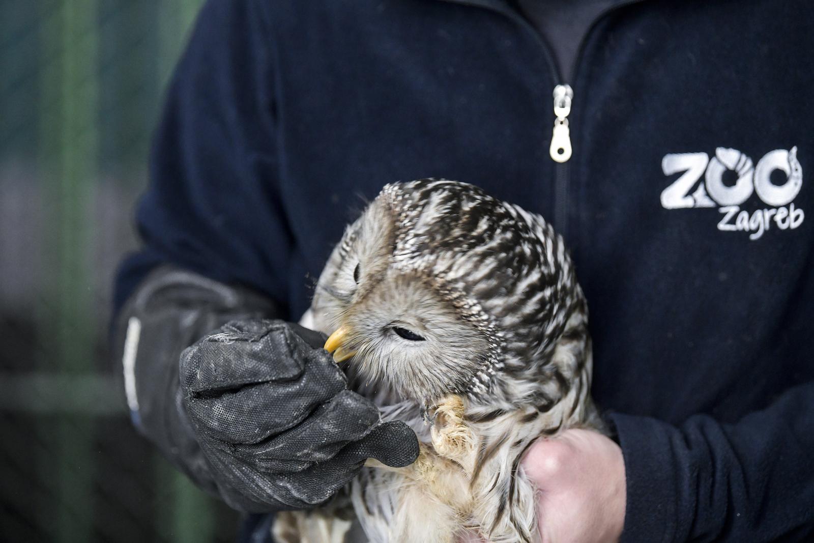Rastopit će vam srce: Ozlijeđene sove na oporavku u zagrebačkom Zološkom vrtu