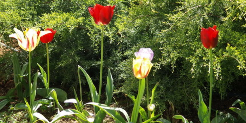 OLYMPUS DIGITAL CAMERA OLYMPUS DIGITAL CAMERA