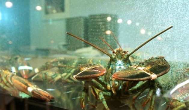 Jastozi (Foto: Goran Mehkek/Cropix)