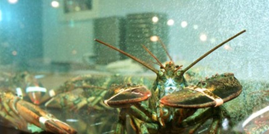 Jastozi (Foto: Goran Mehkek/Cropix) Jastozi (Foto: Goran Mehkek/Cropix)