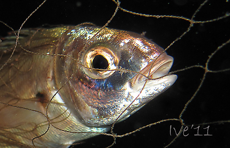 Čudesno zadarsko podmorje: U trapuli, Foto: Ive Šoša Čudesno zadarsko podmorje: U trapuli, Foto: Ive Šoša