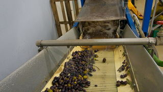 Put masline od stabla do djevicanskog ulja, Foto: Leo Banic Put masline od stabla do djevicanskog ulja, Foto: Leo Banic