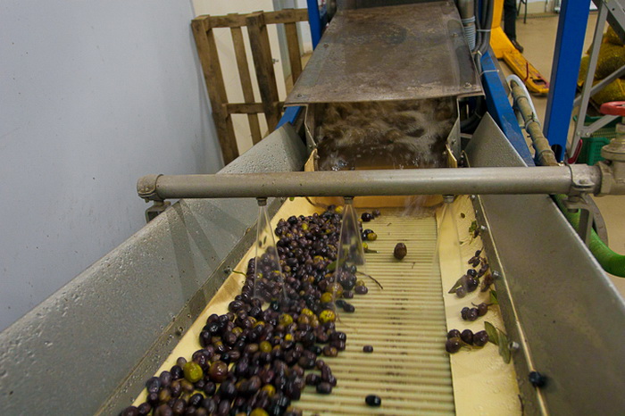 Put masline od stabla do djevicanskog ulja, Foto: Leo Banic Put masline od stabla do djevicanskog ulja, Foto: Leo Banic