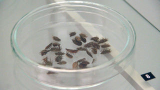 Izložba ‘Hrvatski Apoksiomen’ (foto: A. Gospić)