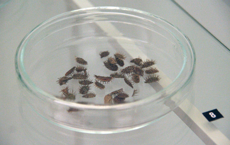 Izložba ‘Hrvatski Apoksiomen’ (foto: A. Gospić)