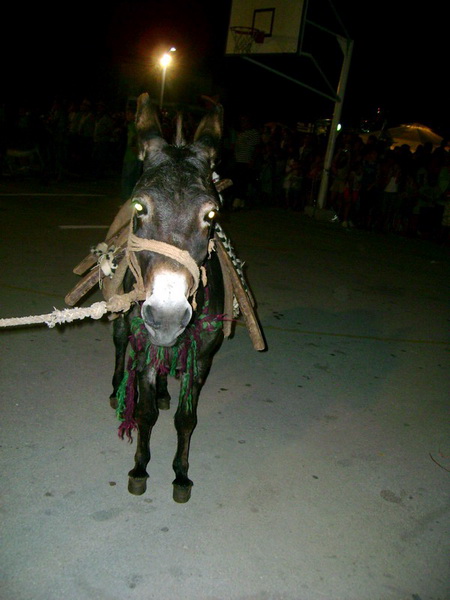 Sukosan: 40. Memorijal kenje Viole i svicarenje, 9. kolovoza 2009, Foto: Mirta Krupic
