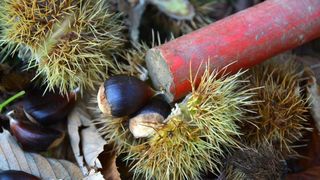 Pitomi kesten (Castanea sativa) jedan je od najprepoznatljivijih plodova jeseni. Photo: Borna Filić/PIXSELL Pitomi kesten (Castanea sativa) jedan je od najprepoznatljivijih plodova jeseni. Photo: Borna Filić/PIXSELL