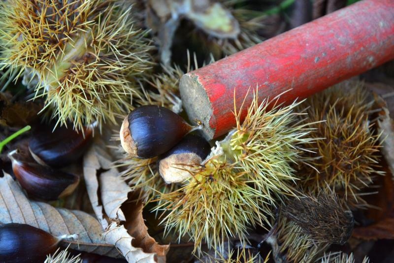 Pitomi kesten (Castanea sativa) jedan je od najprepoznatljivijih plodova jeseni. Photo: Borna Filić/PIXSELL Pitomi kesten (Castanea sativa) jedan je od najprepoznatljivijih plodova jeseni. Photo: Borna Filić/PIXSELL
