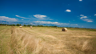Zlatno žito Dalmacije, slama, foto: Leo Banić