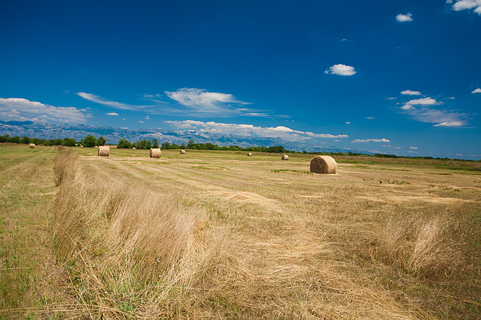 Zlatno žito Dalmacije, slama, foto: Leo Banić