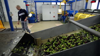 Zadar, 051112.
Uljare na zadarskom podrucju ubrzano preradjuju masline u ulje, ali prvi podaci govore da je ove godine randman izuzetno slab zbog velike suse u Dalmaciji. Detalj iz Uljare Zadar na Novom Bokanjcu u Zadru.
Foto: Jure Miskovic / CROPIX Zadar, 051112.
Uljare na zadarskom podrucju ubrzano preradjuju masline u ulje, ali prvi podaci govore da je ove godine randman izuzetno slab zbog velike suse u Dalmaciji. Detalj iz Uljare Zadar na Novom Bokanjcu u Zadru.
Foto: Jure Miskovic / CROPIX