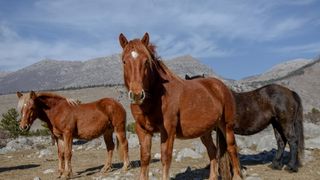Veliko Rujno: Drago Krapić vlasnik je pedesetak konja koji obitavaju na velebitskim pašnjacima