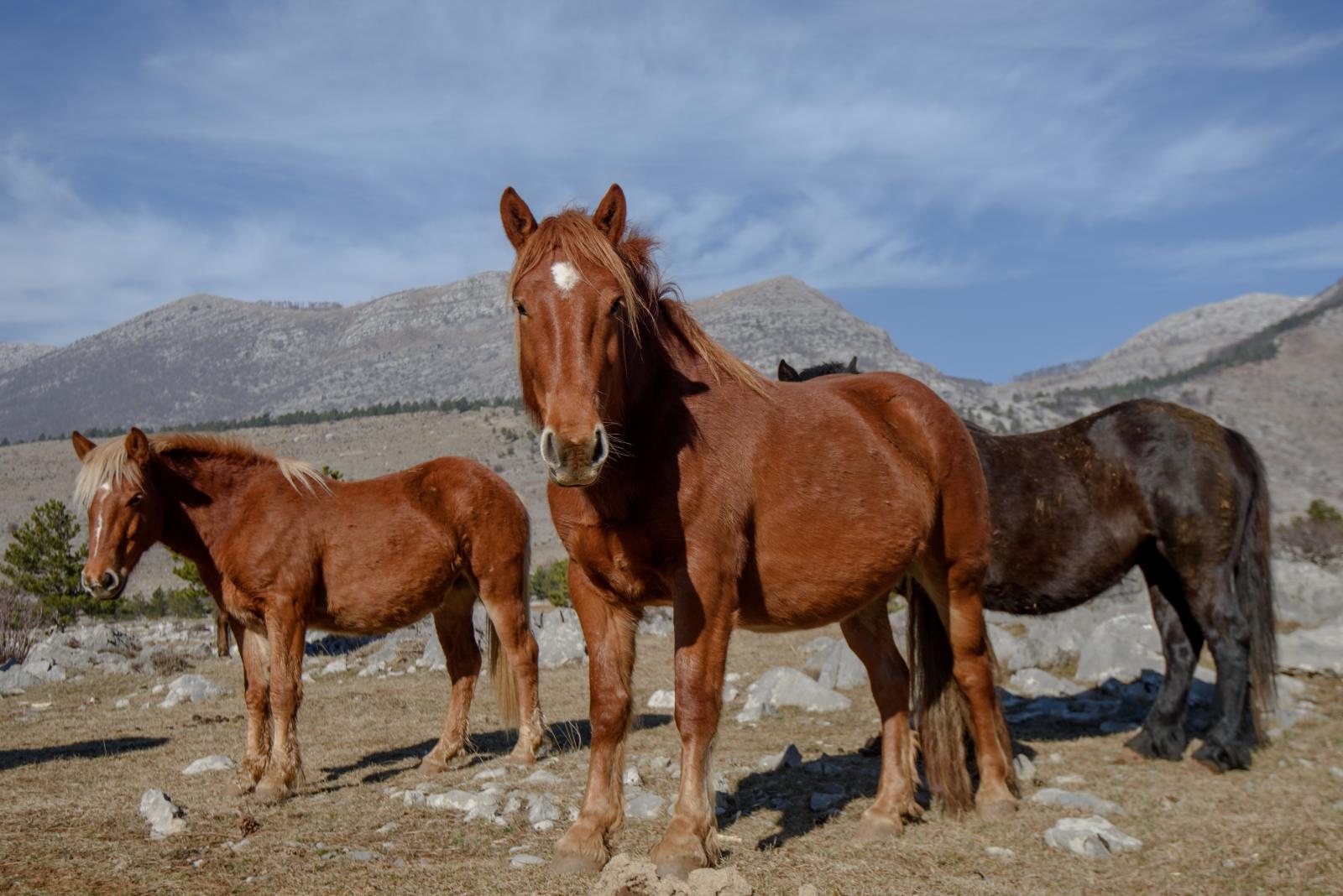 Veliko Rujno: Drago Krapić vlasnik je pedesetak konja koji obitavaju na velebitskim pašnjacima