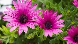 Priroda, cvijece, livada, sparoge, foto: Leo Banic