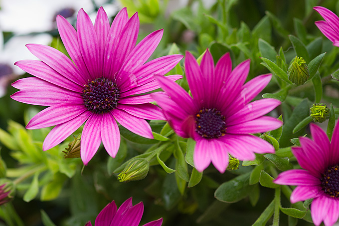 Priroda, cvijece, livada, sparoge, foto: Leo Banic