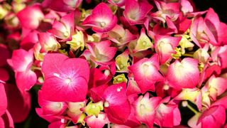 Pogledajte cvijetne fantazije na 53. Floraartu