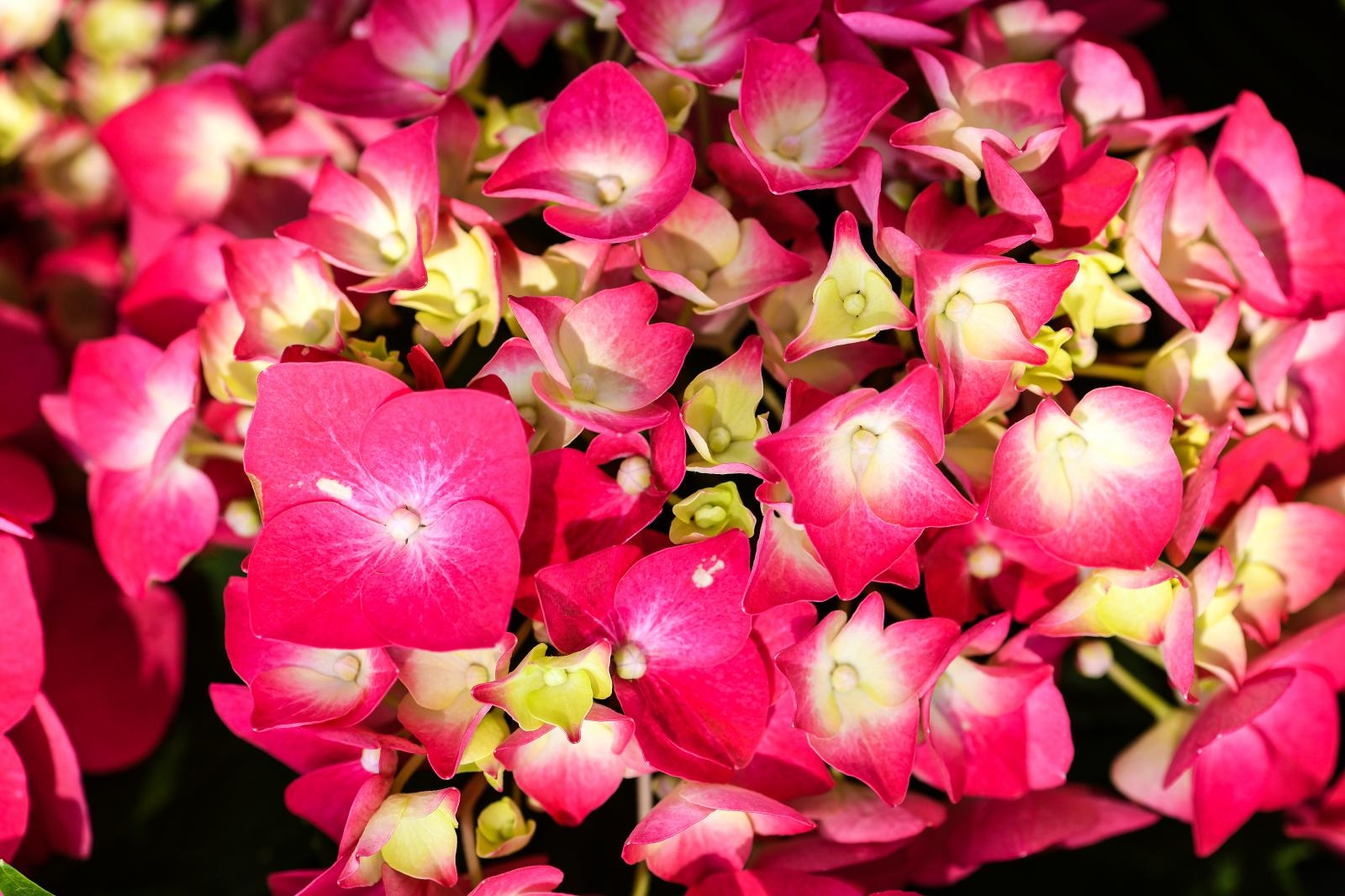 Pogledajte cvijetne fantazije na 53. Floraartu