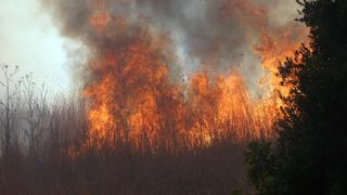 Požar na Plovaniji 11. kolovoza 2013. Foto: Željko Mršić/PIXSELL Požar na Plovaniji 11. kolovoza 2013. Foto: Željko Mršić/PIXSELL