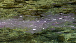 Pula, 240511.
Najezda meduza u pulskoj uvali Valkane  po imenu “Aurelia Aurita” ili u narodu poznatija kao “uhati klobuk” lako se prepoznaju po prozirnom klobuku s cetiri ljubicasta kruga. Iako ih nije ugodno vidjeti, osobito u velikom broju, ova je vrsta