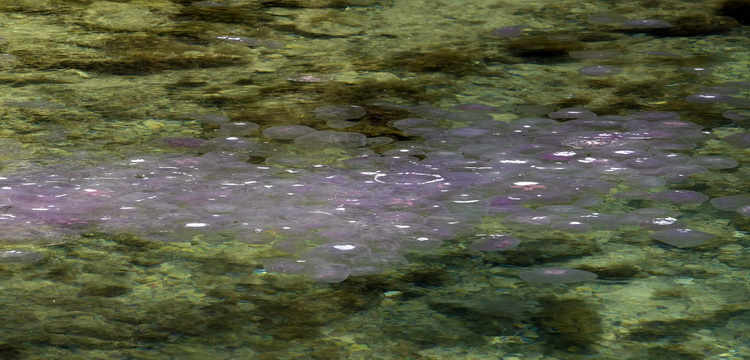 Pula, 240511.
Najezda meduza u pulskoj uvali Valkane  po imenu “Aurelia Aurita” ili u narodu poznatija kao “uhati klobuk” lako se prepoznaju po prozirnom klobuku s cetiri ljubicasta kruga. Iako ih nije ugodno vidjeti, osobito u velikom broju, ova je vrsta