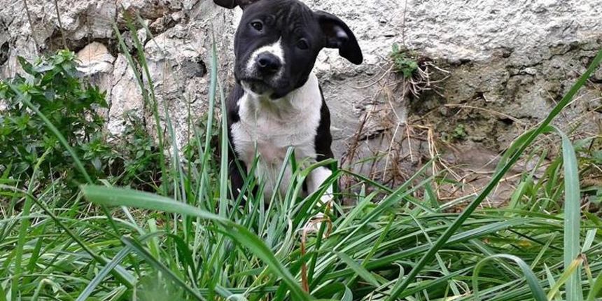 Američki Staford, foto: Facebook