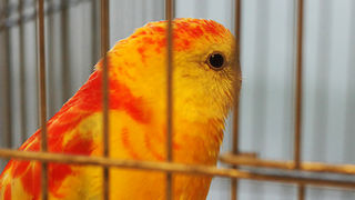 Ornitološko prvenstvo Hrvatske u hotelu Zadar (foto:Saša Čuka)