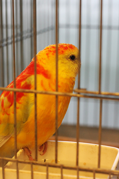 Ornitološko prvenstvo Hrvatske u hotelu Zadar (foto:Saša Čuka)