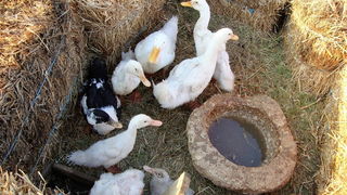 10. jubilarni povijesno-scenski spektakl “Dani Vitezova vranskih” u Vrani. Foto: Gordana Šarić 10. jubilarni povijesno-scenski spektakl “Dani Vitezova vranskih” u Vrani. Foto: Gordana Šarić