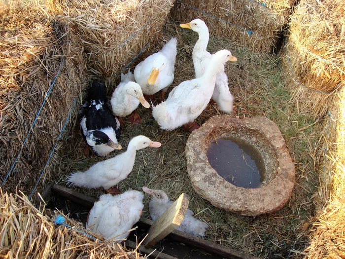 10. jubilarni povijesno-scenski spektakl “Dani Vitezova vranskih” u Vrani. Foto: Gordana Šarić 10. jubilarni povijesno-scenski spektakl “Dani Vitezova vranskih” u Vrani. Foto: Gordana Šarić