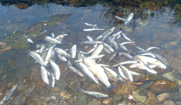 Pomor riba, foto: index.hr