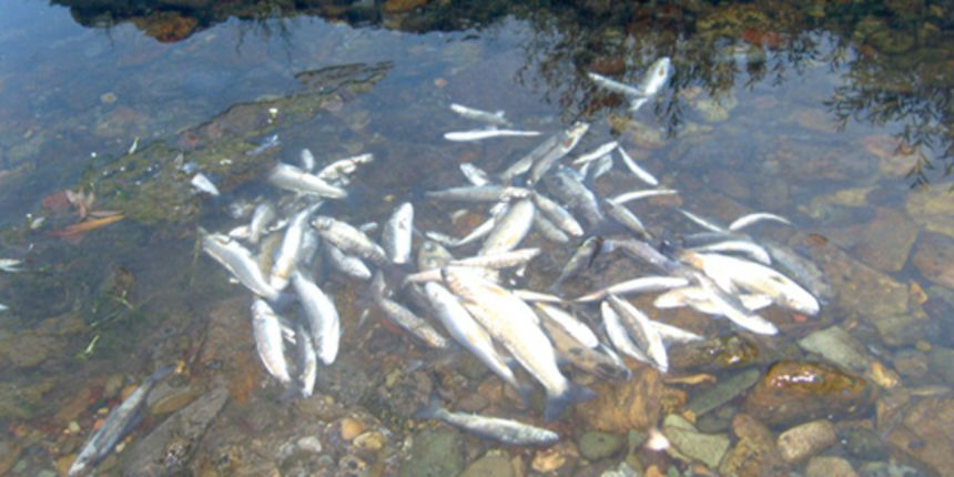 Pomor riba, foto: index.hr Pomor riba, foto: index.hr