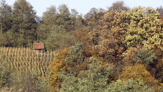 Varazdin, 301010.
Na podrucju brdovitog dijela opcine Vinice, koja je udaljena petnaest-ak kilometara od Varazdina ovih dana se moze vidjeti predivan spektar boja koje su nam dostupne samo nekoliko dana u godini.
Naime, pocetak opadanja lisca s drveca i p Varazdin, 301010.
Na podrucju brdovitog dijela opcine Vinice, koja je udaljena petnaest-ak kilometara od Varazdina ovih dana se moze vidjeti predivan spektar boja koje su nam dostupne samo nekoliko dana u godini.
Naime, pocetak opadanja lisca s drveca i p